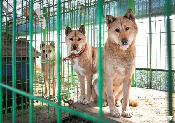品种@撞脸柴犬的珍岛犬,却是韩国的国宝犬种,但它们并不适合新手饲养