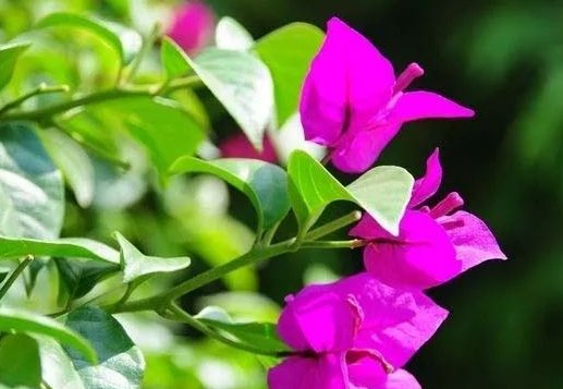 「养护」三角梅开花前怎么养护你知道吗?做好这几点,花开一茬接一茬