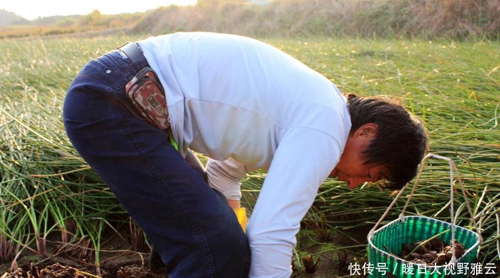  「水果」农田一杂草，以前农民挖不绝，现在想吃靠买，10元一斤