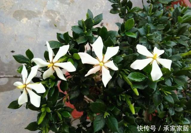  保活：养花小技巧：养花全靠1句话，100%保活！