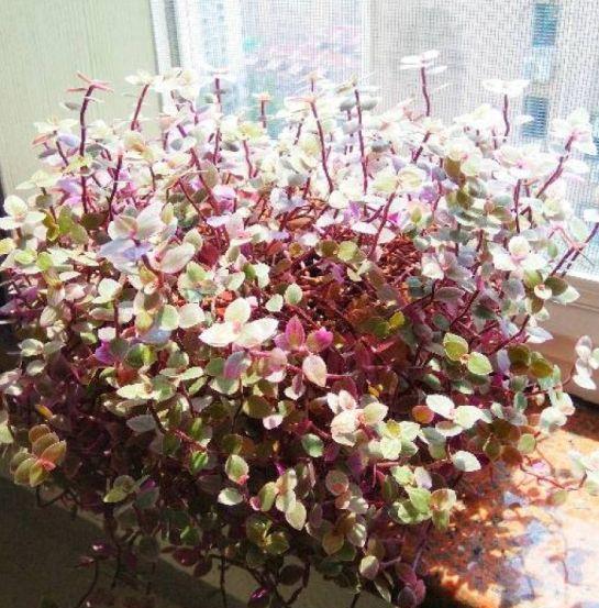  『越养越』比绿萝还好看还好养的花，掐个枝3天就生根，越养越上瘾！