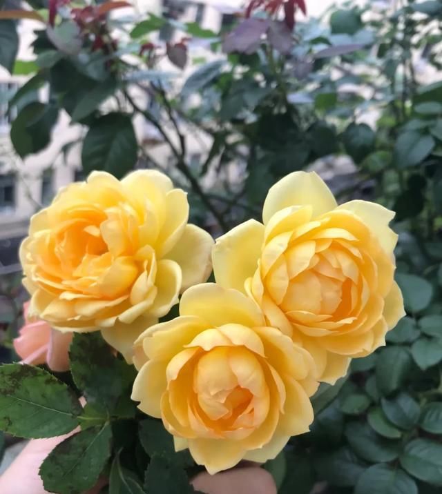  『丰花性好』狼家自育的表现到底如何，戳进来看看花友们的大实话