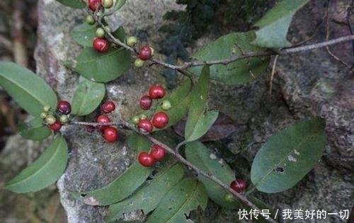  『值钱』山谷下，1种“酸藤子”不多见，果子像“小丸子”，值钱、珍贵！