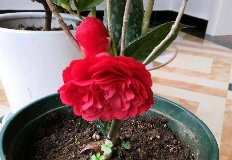  花芽@茶花“懒惰”不开花？咔嚓“来两刀”，花芽又上枝，花开红艳艳