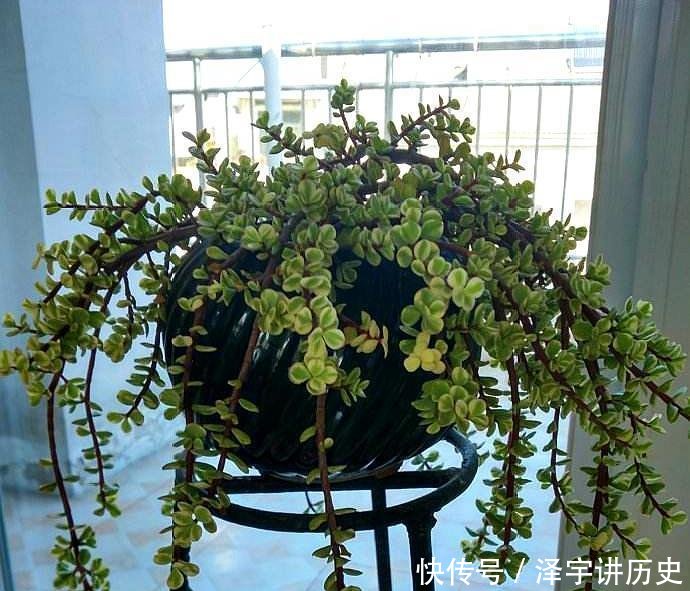  条件■大妈养一株“象鼻”盆景, 从没人要变“万元级”, 才花3个月!
