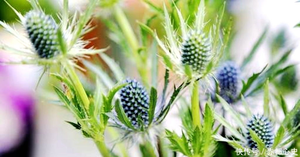  香菜@农民以为是杂草，却是1种“香菜”，种植1斤卖20元，1亩赚1