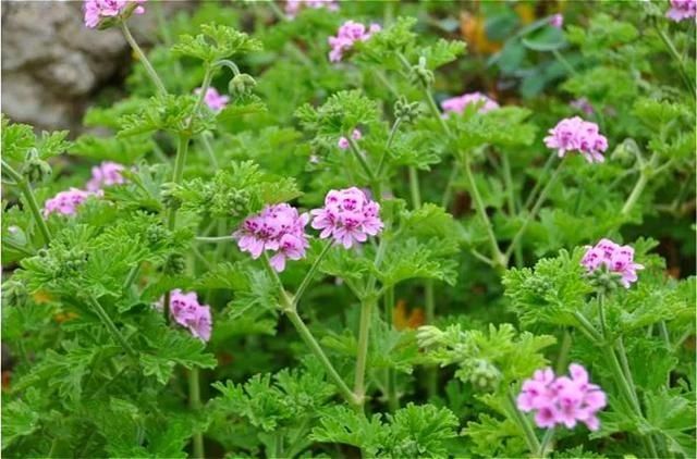  #提神醒脑#驱蚊 | 18种除虫香草，杀菌驱蚊虫，叶子还能炒菜吃