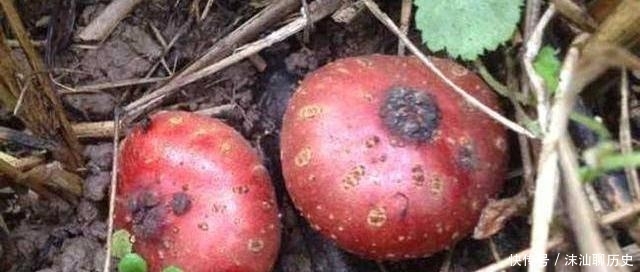 它不是蔬菜，却是许多人童年的回忆！农民可套种，市价35元一斤！