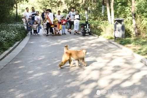 到徐州泉山森林公园去看野生的猕猴，时机很重要，安全更重要