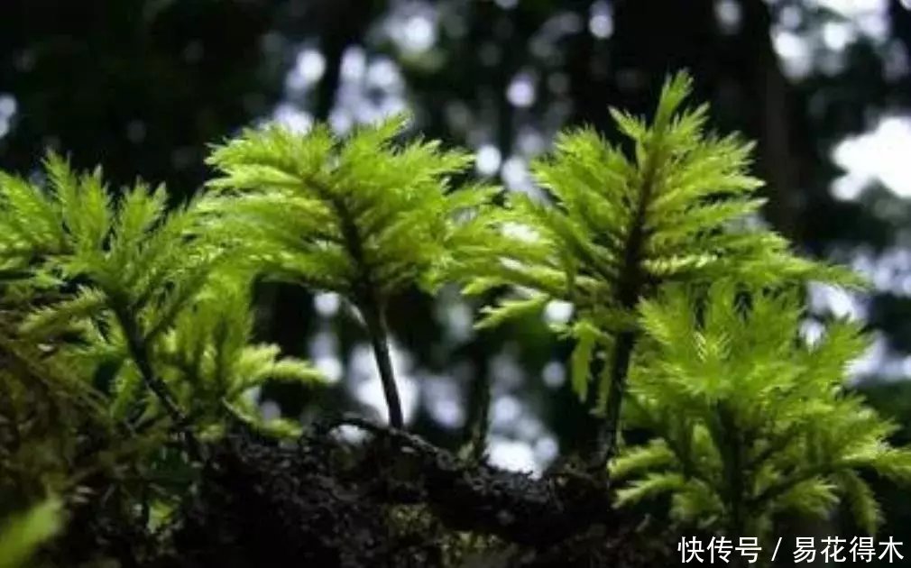 苔藓面面观|万年藓(棕榈莫斯)的鉴赏与栽培养护