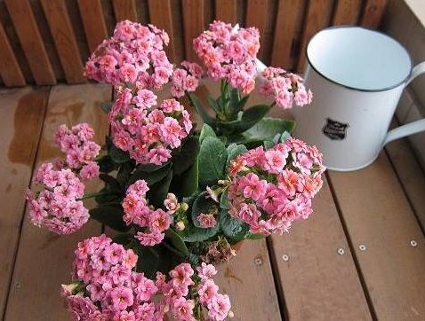  『寓意』聪明人会养这4种花，每1种都有特殊寓意，难怪家里还这么富！