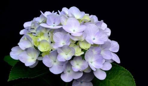  『漂亮』这些花朵超好养，养护简单又漂亮，花开多又香，新手也能养爆盆