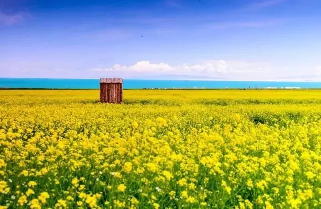 中国最美的油菜花海,油菜花逐渐“染黄”了神州大地