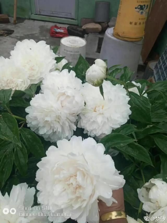  开出漂亮■阳春三月，出门踏青，原来有这么多漂亮花！