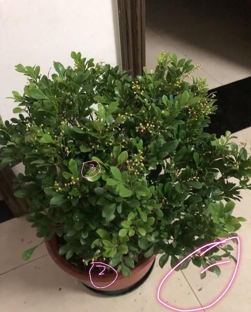  『水姿势不对』花店买回来的带花苞米兰花到底怎么养，才几天米兰花就叶黄花苞掉