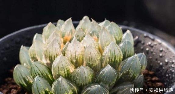 懒人@“懒人”养多肉,越长越肥美,新人掌握“4点”,逐渐变可爱!