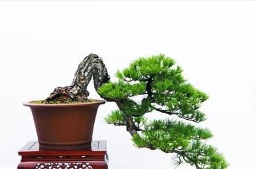  『寓意』6种寓意好的花，剪根枝就能活，年年爆盆不操心！