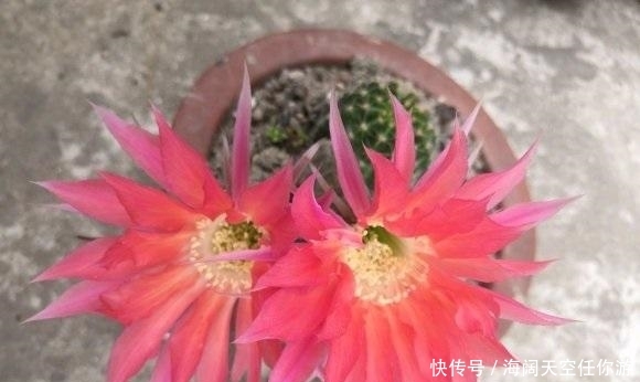  [停止]经常外出，不如选择“4种植物”，停止浇水1个月，还能生长很健康