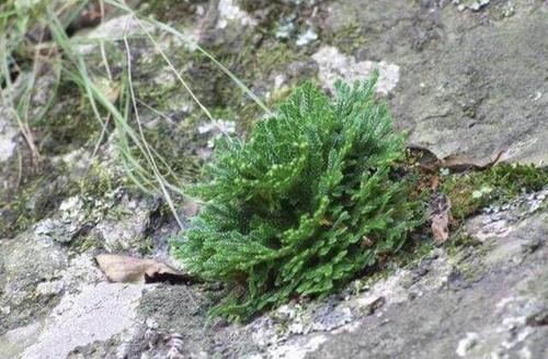 『值钱』此种“野草”在山崖上,被称为“九死还魂草”,当盆栽变值钱
