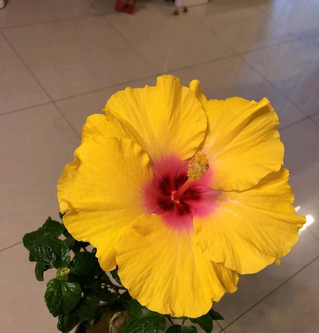  年宵@年底养花选这款，花色喜庆，天天有花开，好养易活，还可做年宵花