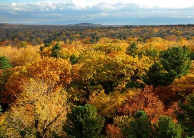 中国最美的4大森林，每个都是天然氧吧，你去过几个呢？