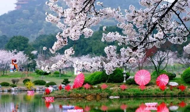  【樱花盛开】国内两大5A级景区，争“世界三大赏樱基地”称号，谁才名副其实？