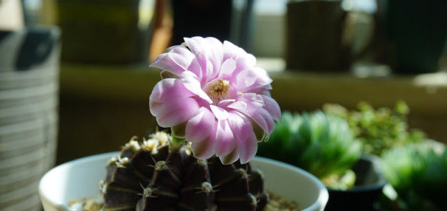  【超长】最会开花的仙人球，号称“开花机器”，花期超长又好“养活”！