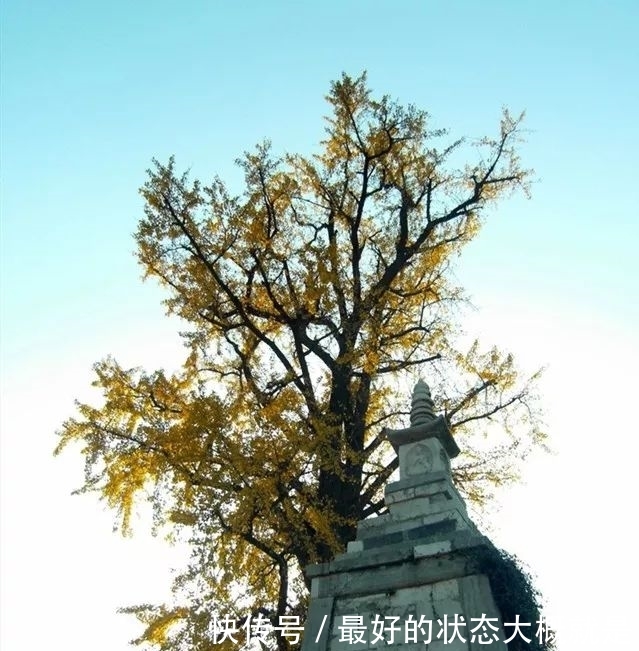 佛音袅袅,金黄满地,银杏配古刹,绝美!