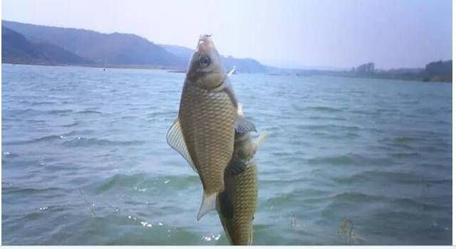  [鱼率]野钓鲫鱼，口碎且杂，刺鱼率极低，可以从这几个角度分析一下原因