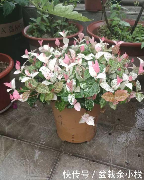  室内■5种花儿叶片自带“花纹”，室内就能长爆盆，看看你家有几种？