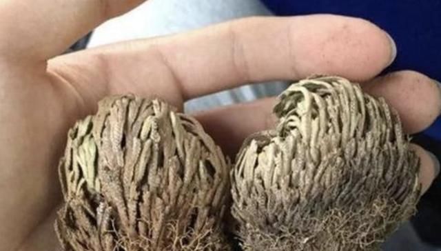  【增值】1种“野草”值钱，喜欢长在山坡上，挖来1棵当“盆栽”