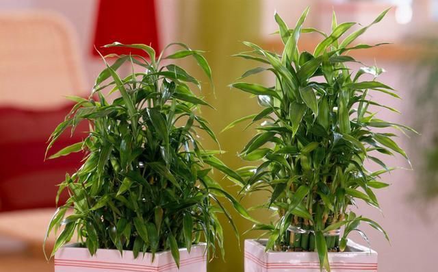  [竟然]常见的5种观叶花卉，养好了竟然能开花，很多人没见过！