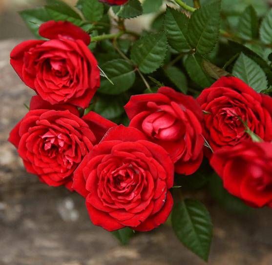  技巧@自己也能种玫瑰花！学会这些技巧，就能送给自己浪漫惊喜！