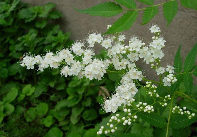  #珍珠梅#繁殖花蕾强壮、花瓣肥大的珍珠梅，这才是正确的选择