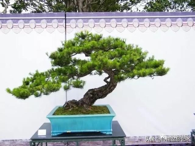 盆景大师都爱玩，山松会否成为下一个热点？