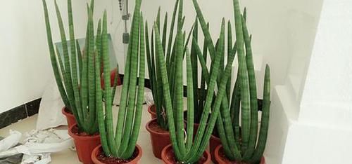  「心意」2种花叶片越厚吸“废气”越厉害，高档又实用，非常合心意