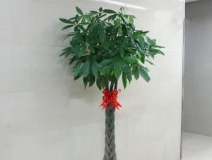  『摆放』常见盆景摆放位置也有窍门，美化环境，正确养护不生虫！