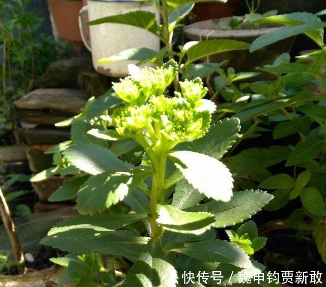  养心：超市很贵的养心菜，自家种一盆很方便，随吃随摘健康美味！