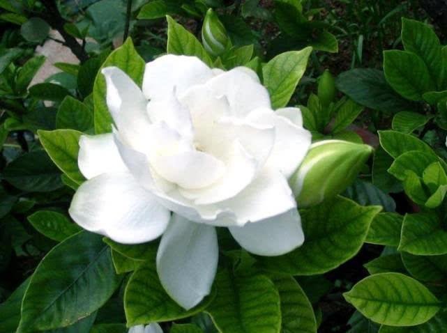 『满院』栀子花开花,香飘满院,如何养护栀子花?