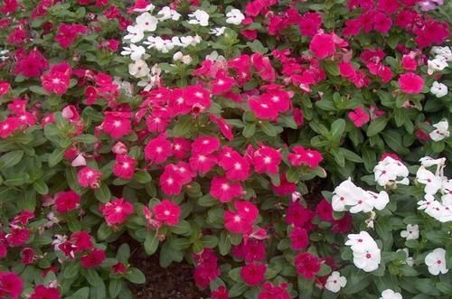 『长春花』长春花保持全年有花朵观赏的几个技巧,你都掌握了没
