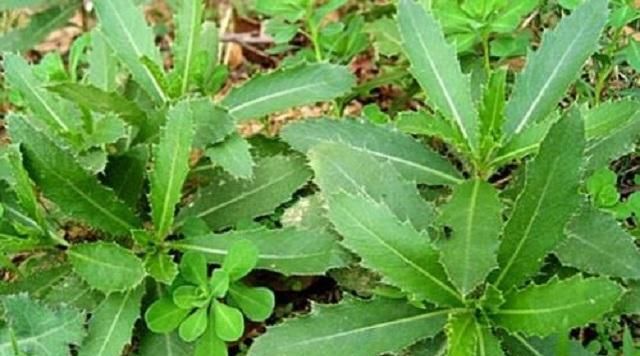  门口■农村有一野草，长在门口影响美观，殊不知1斤几十元，价值