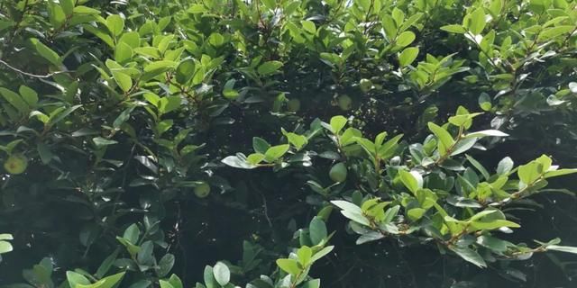  「叶子边缘处」花叶薜荔养花盆里两三年就会挂掉，却还有很多人喜欢它