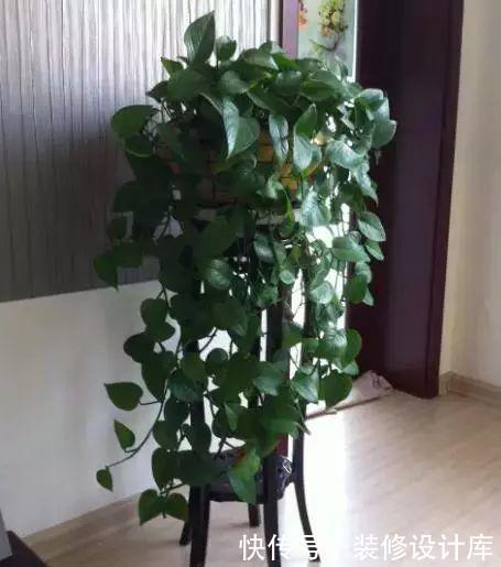  「阳光」家里阳光不好，就养这3种“最耐阴”的花，光不足也能生长旺盛！