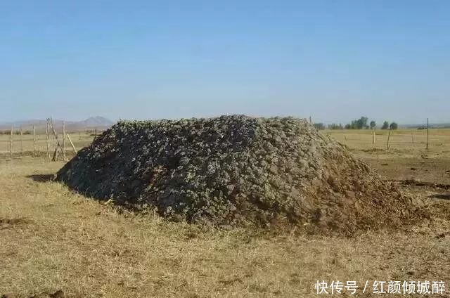 日本人在中国租了1500亩地，闲置5年任荒草疯长，但结果让所有人