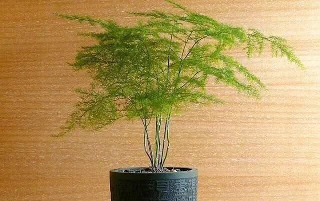  摆放@这9种花花草草，太适合摆放在茶室和书房了！绝配！