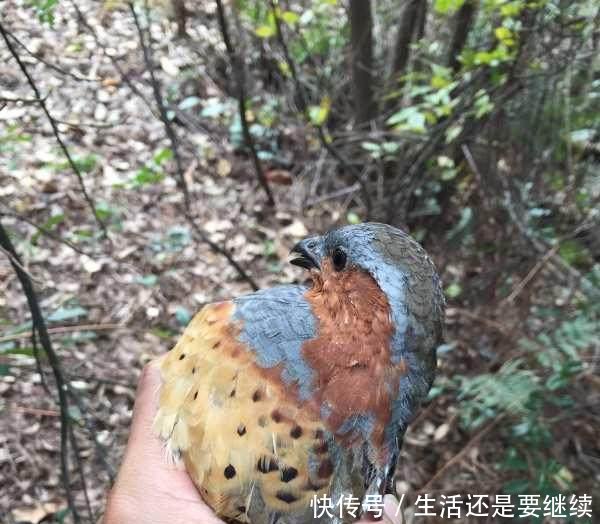 农村以前经常打的“泥滑滑”，一般人绝对没见过！买不到了！