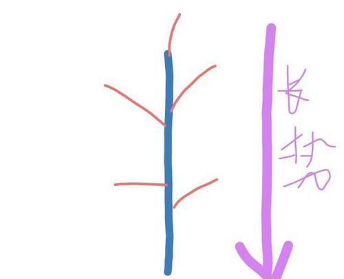  『营养』什么叫月季横拉？月季横拉的枝条开花后如何修剪？