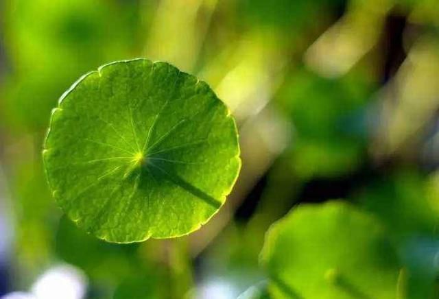  『技巧』想要铜钱草叶片又大又圆，这几个养护技巧你要知道，生长速度快