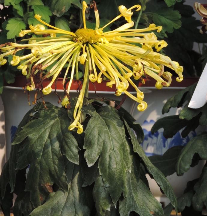  『洒脱』喜欢菊花，不如养盆“菊中稀品”盘龙金紫，飘逸洒脱，刚劲有力！