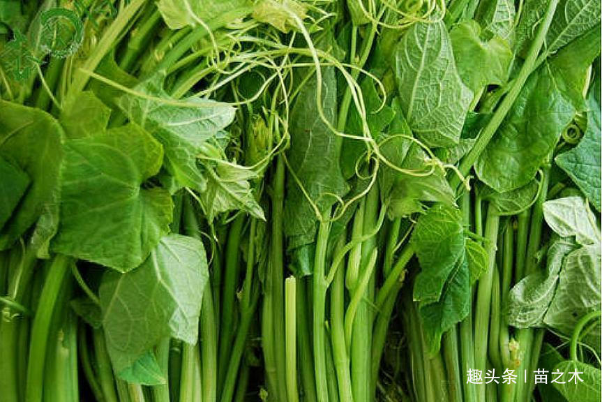  「大棚」农村一种野菜，市场上一斤15元供不应求，但农民只种植